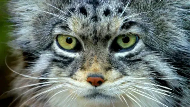 Trippy Cat