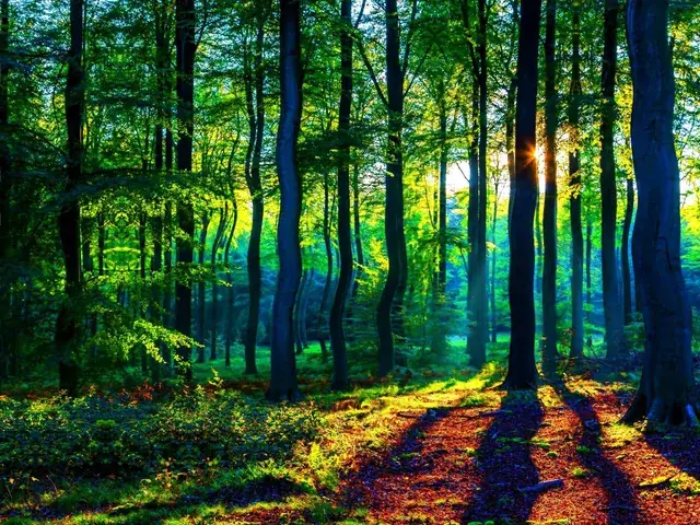 mushroom forest