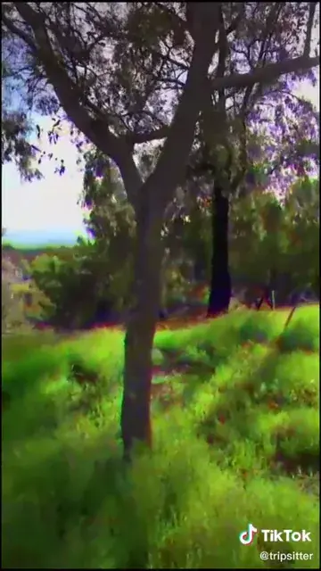 Found this GEM on tik tok and thought this sub would love it. Credit goes to tripsitter.