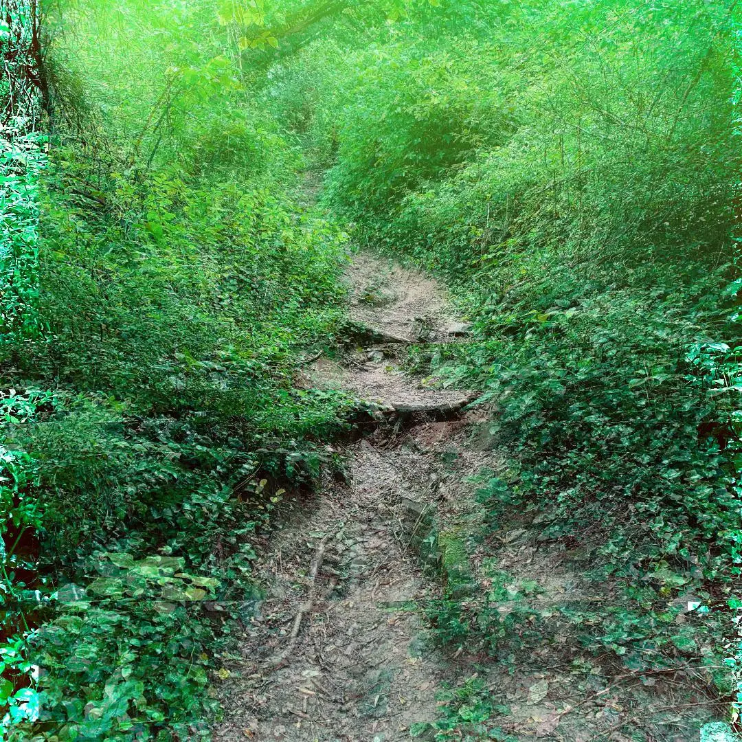 Walking through the forest