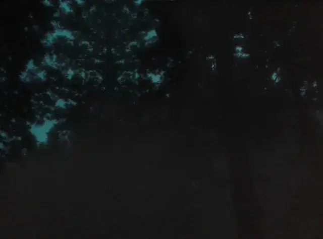 Dancing fractal trees in misty forest at night
