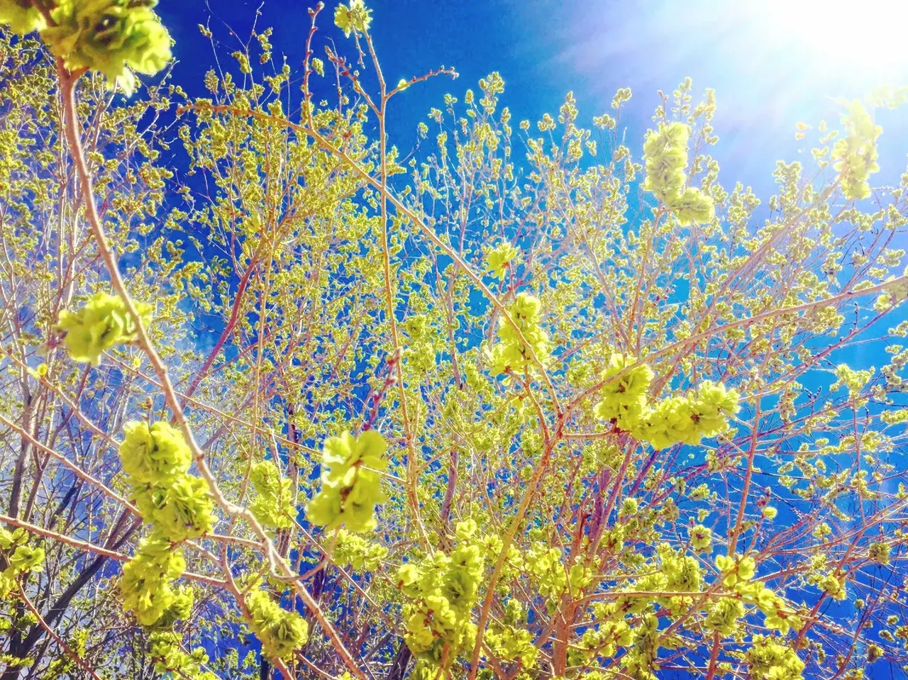Sprang.