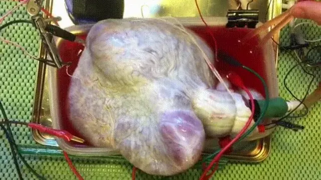 A shark's heart undulating in a lab - this looks exactly how I feel