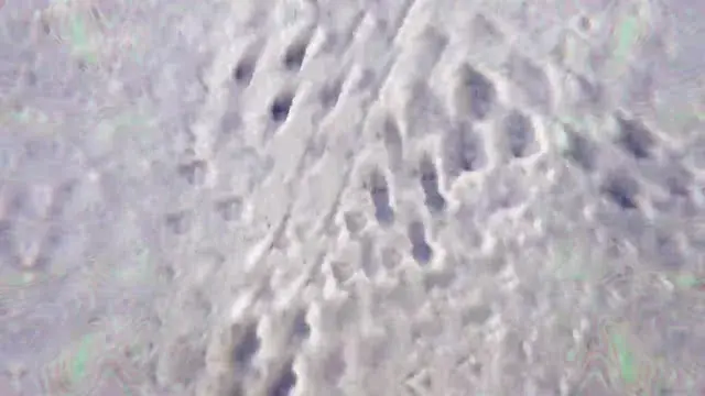 Walk around the forest (Psychedelic replication)