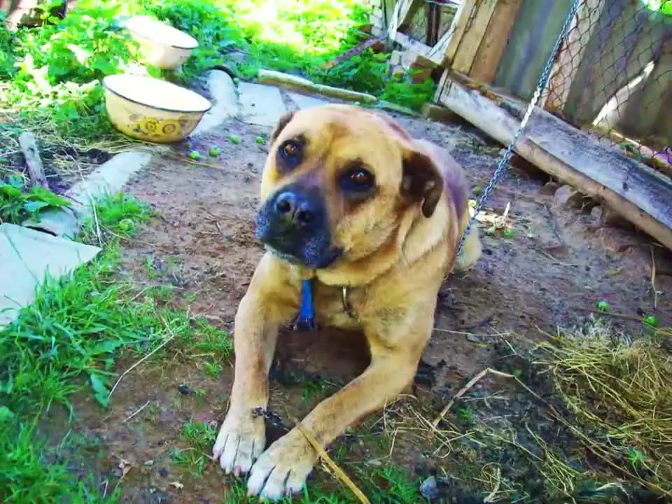 Morphing Doggo