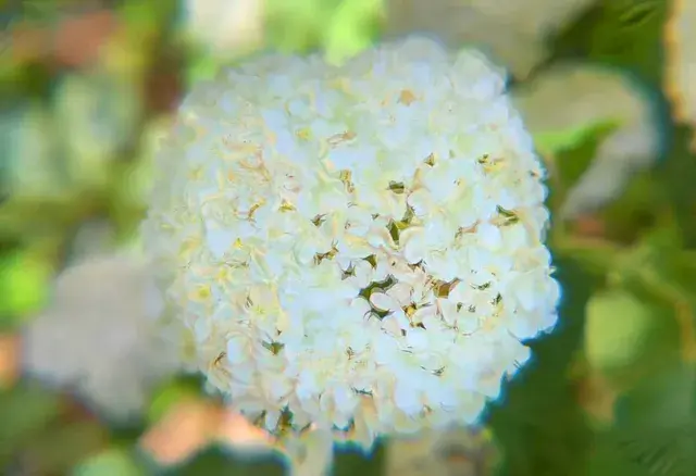 Hydrangea game strong