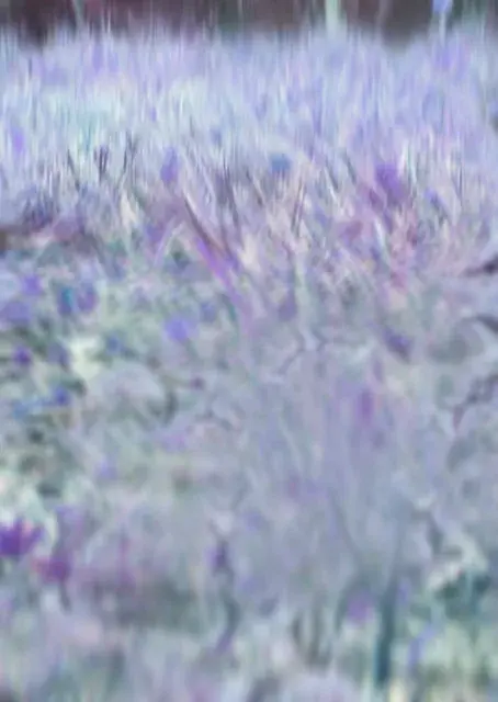 The ground at a psytrance festival