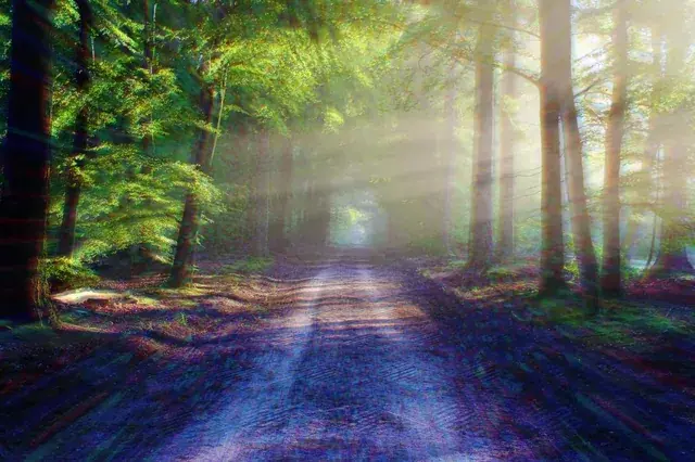 Forest path (~20mg 2c-b)