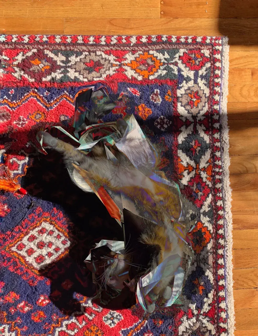 Cat on rug