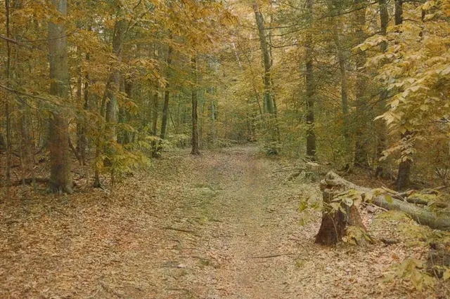 Light dose in the woods.
