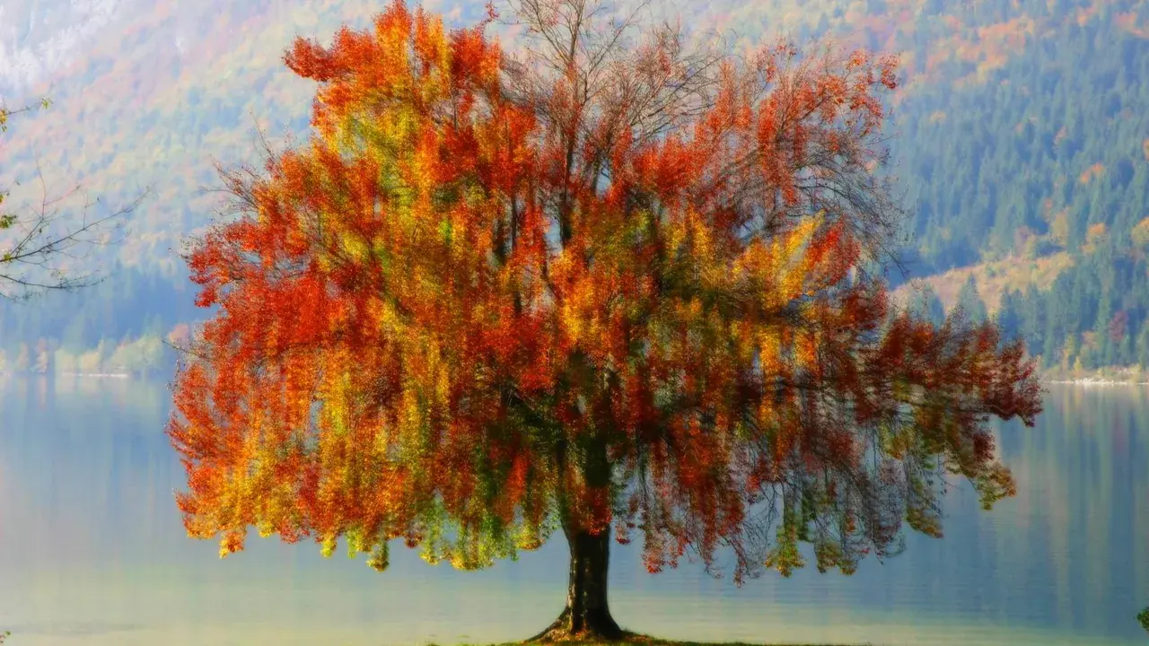 tree