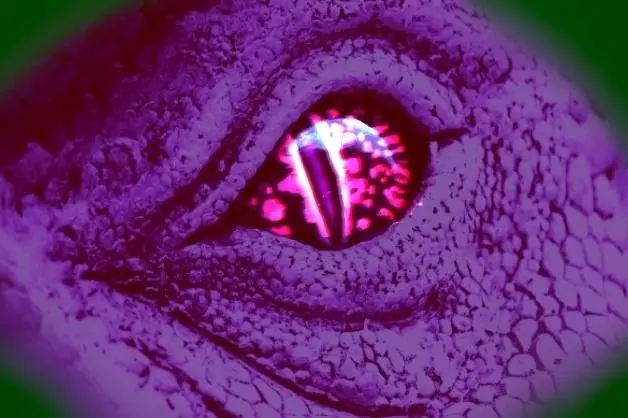 Interpretations of visions on Delta 8 during DMT-releasing breathwork