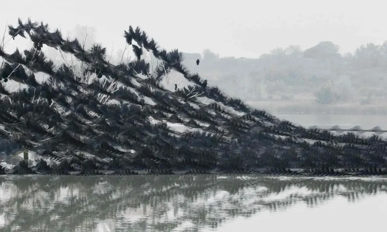 Ornitographies: High res images of bird flight paths. Blurring. Tracers. Real world replication.