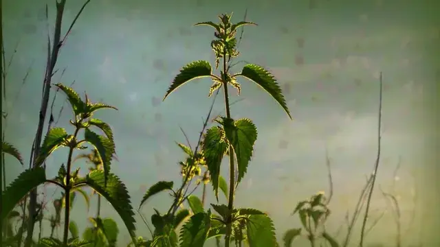 I like nettles