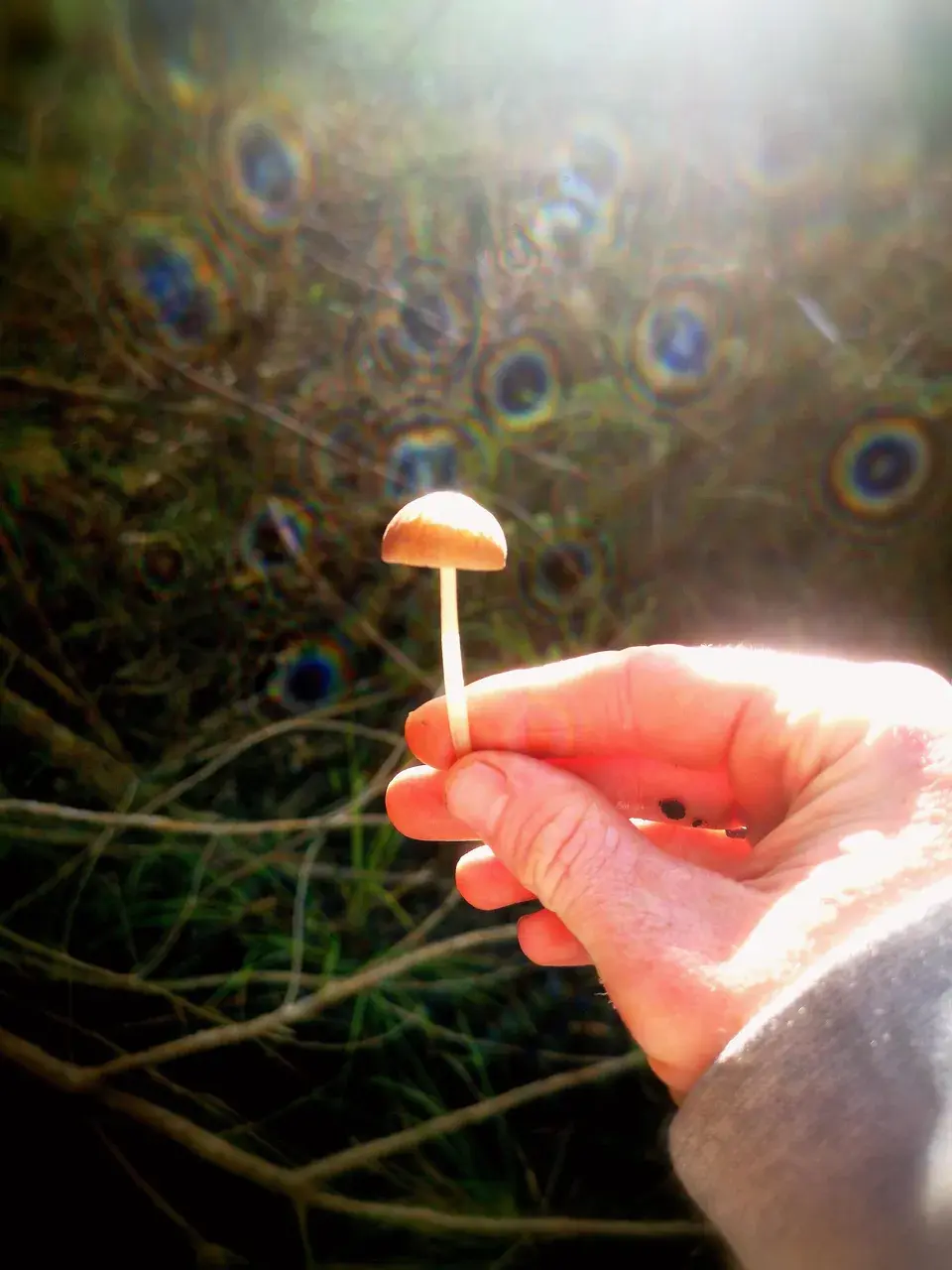 Mushroom hunting on mushrooms, interesting natural lighting
