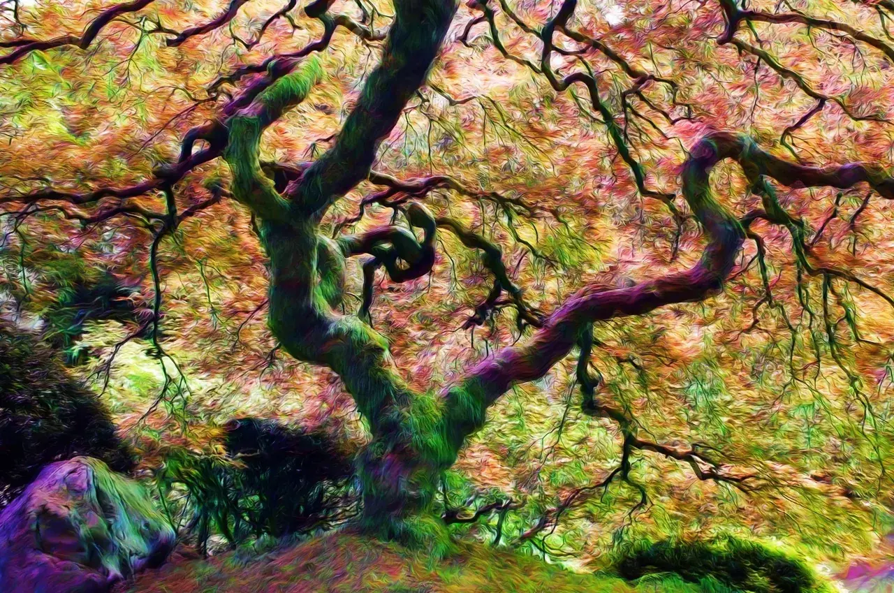 Japanese Garden Maple