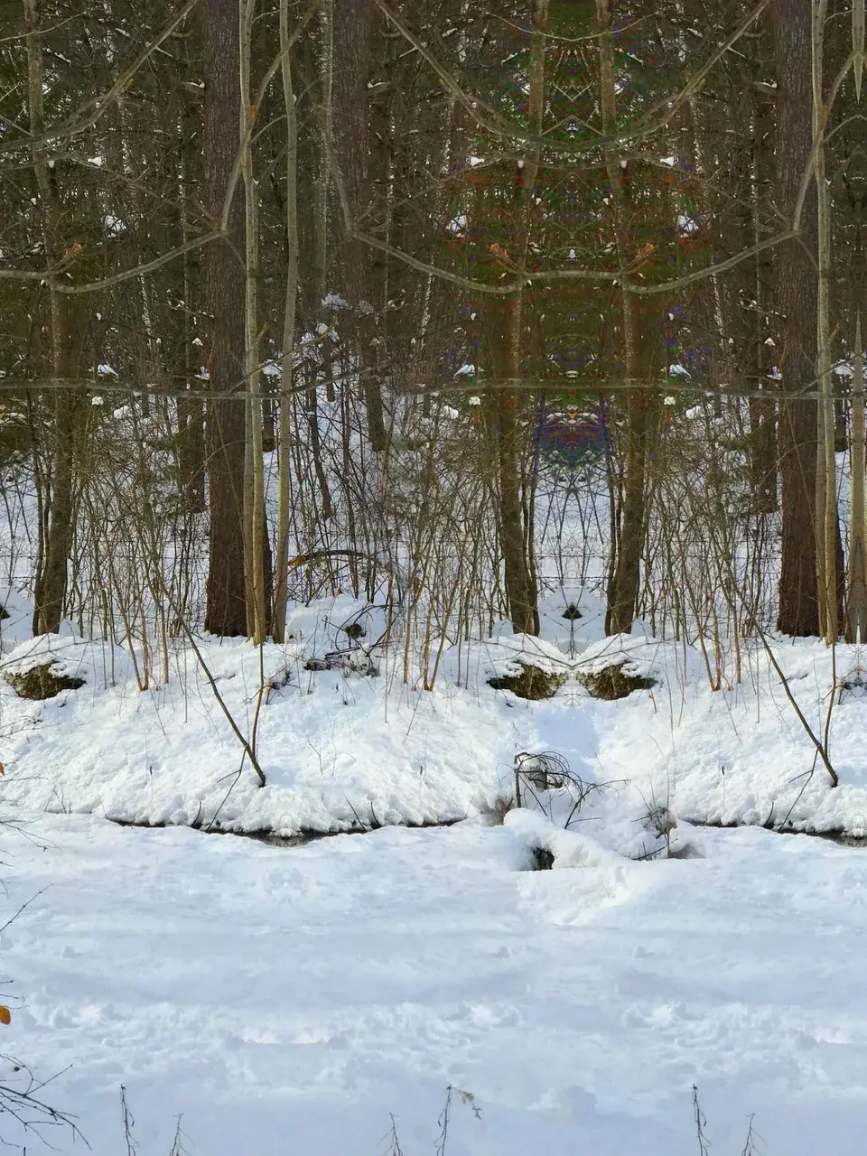 Say hello to the forest friends!