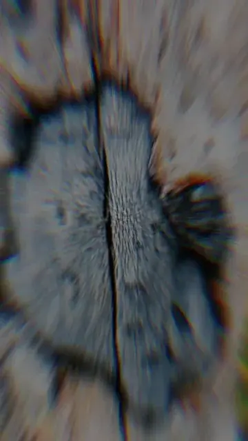 this tree is, weird