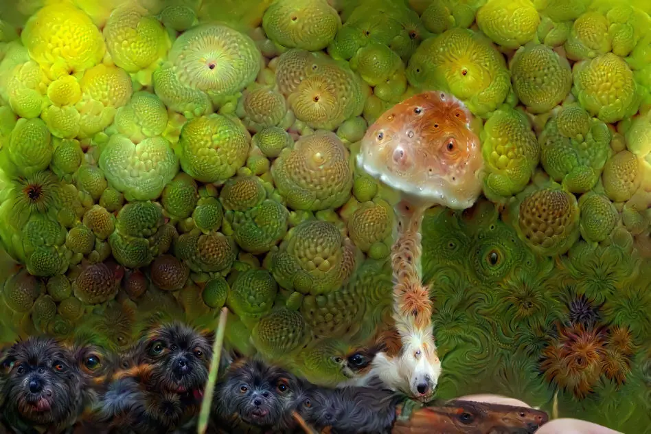 shroomy