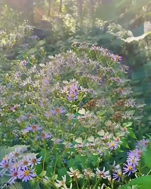 Moderate shroom visuals