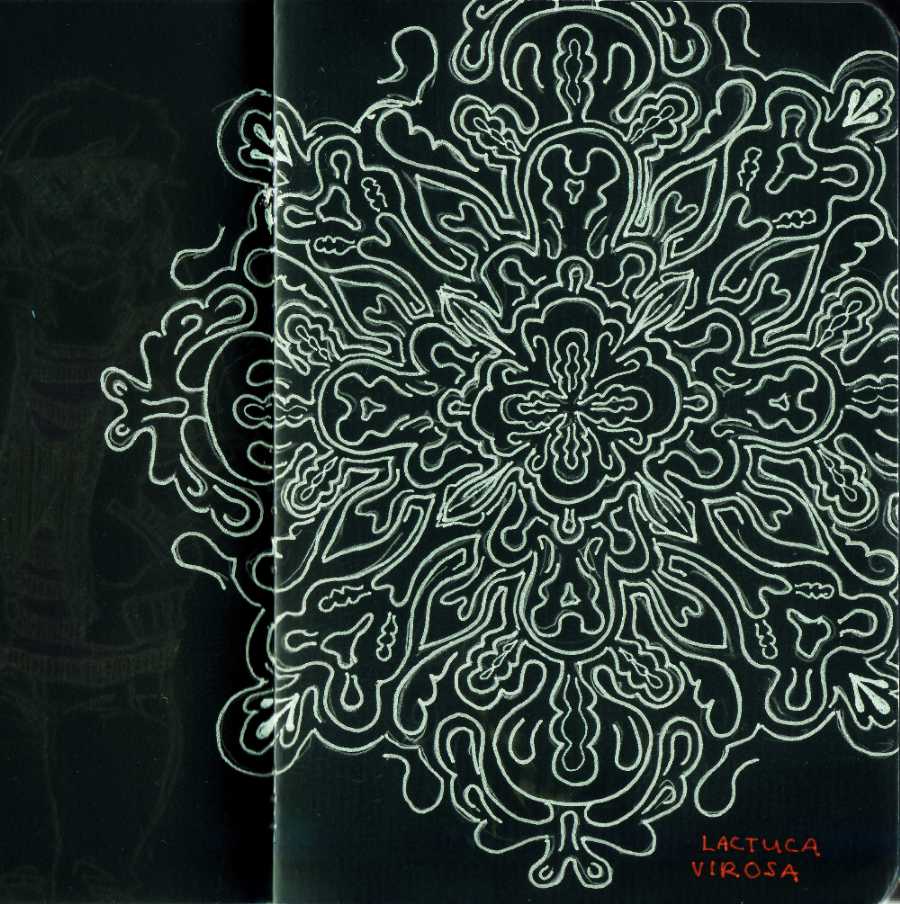 Some of you asked me to post more. Here's some closed eye visuals from Lactuca virosa (wild lettuce) in my sketchbook, made a negative. Yah, I did weird stuff in college.