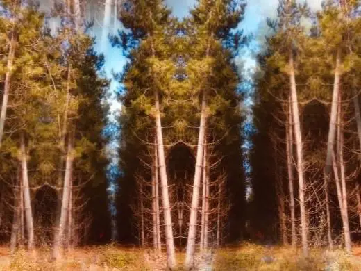 Forest on 300ug