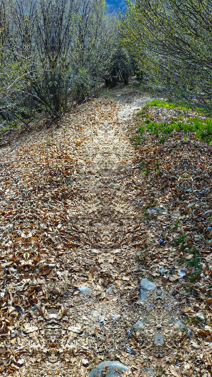 Into the path