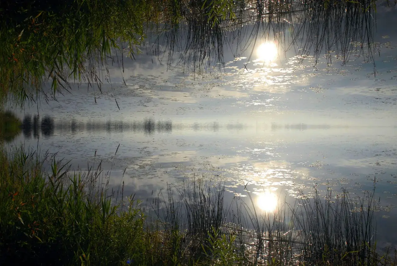 Through the Looking Grass