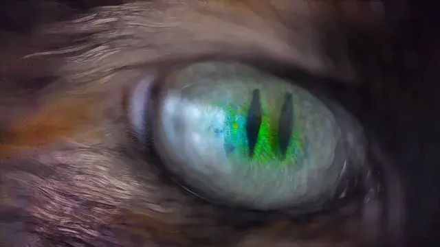 Staring in the Cats Eye on psychedelics