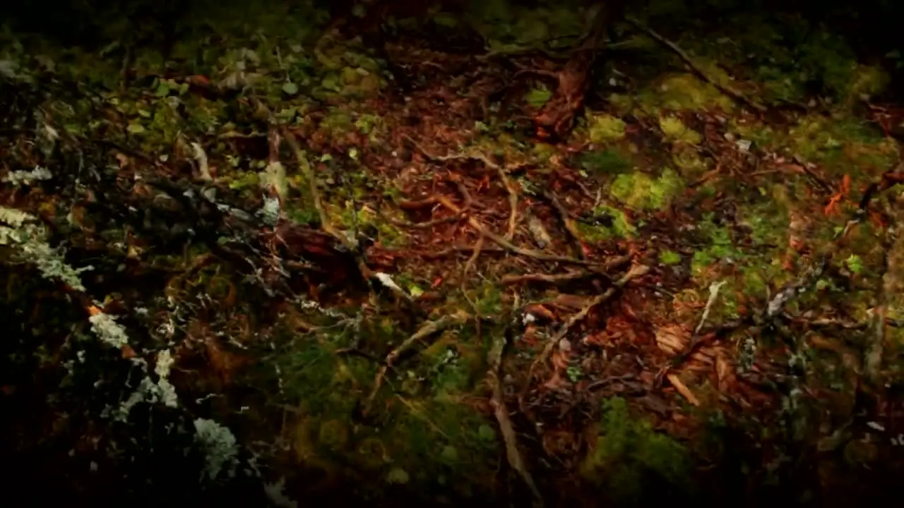 Forest of Flowing Fractals