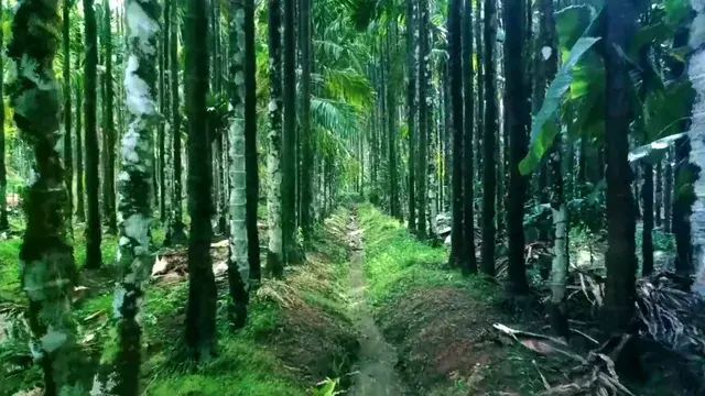 Jungle forest and LSD
