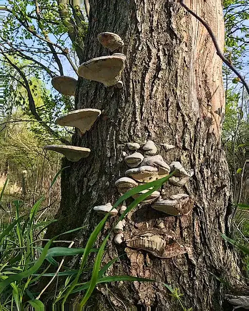 More experimenting with deep dream. Since everyone said I underdosed my last post, let’s just say this is 15 grams of psilocybin mushrooms. No matter what, people will say “This is like 10gs for me” or “I get the same visuals on 2g” I just don’t know what to say anymore lol.