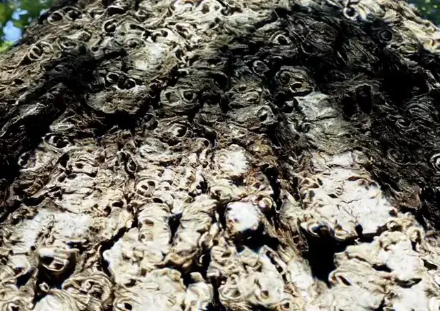 The mushrooms are making the trees speak