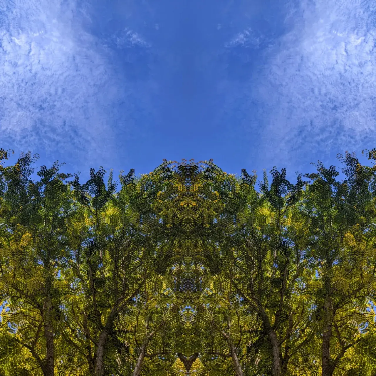 weird trees
