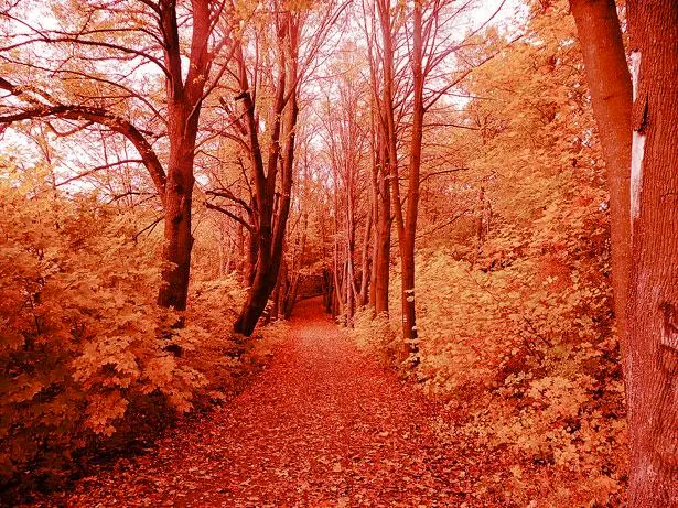 Color Tinting on LSD