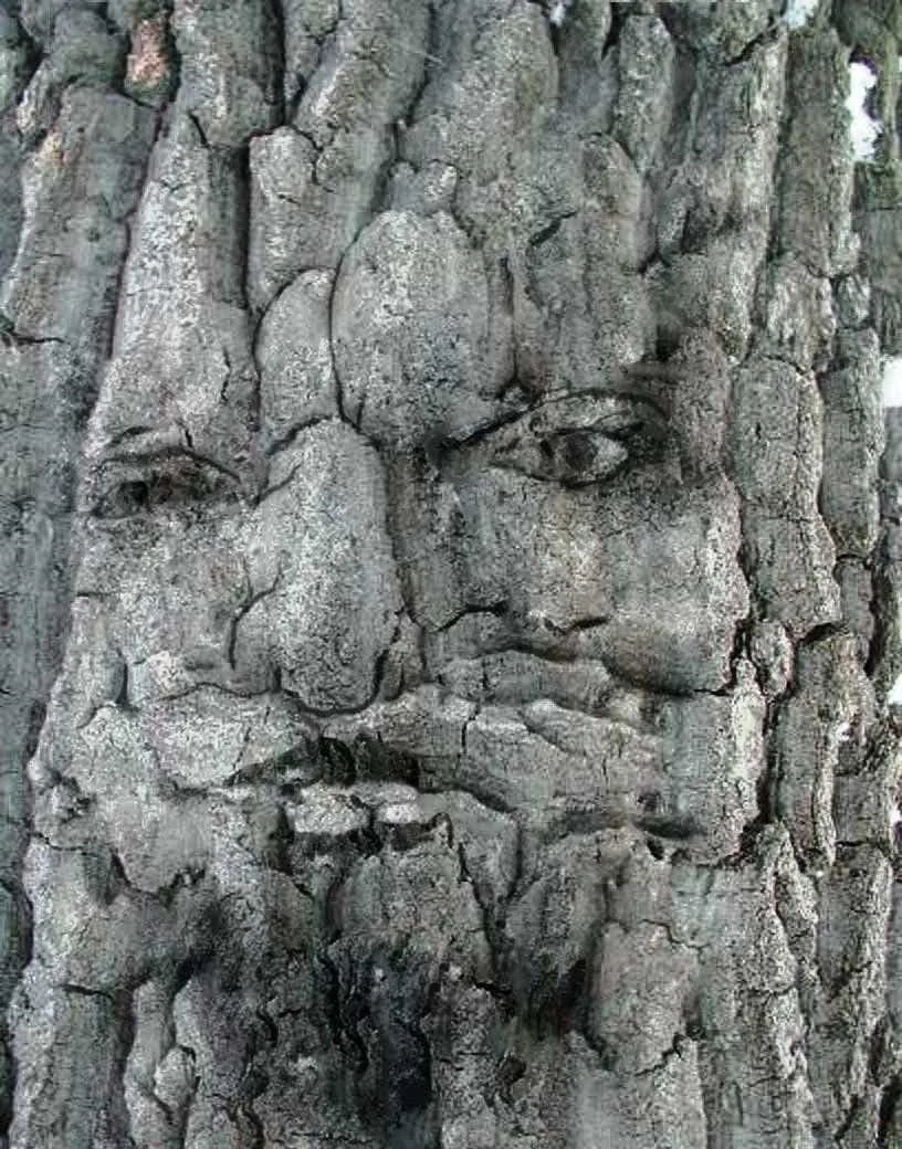 Face within tree bark