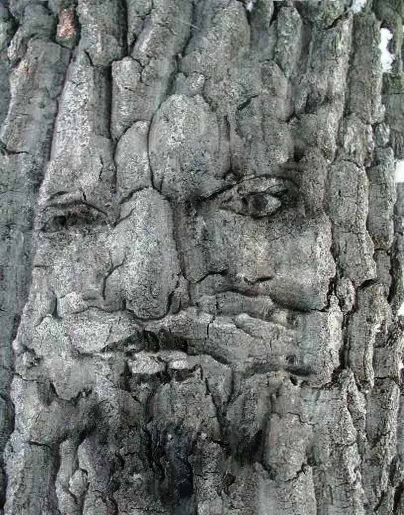 Face within tree bark
