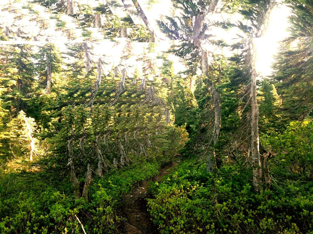 Hiking 200ug