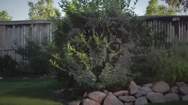 Totoro