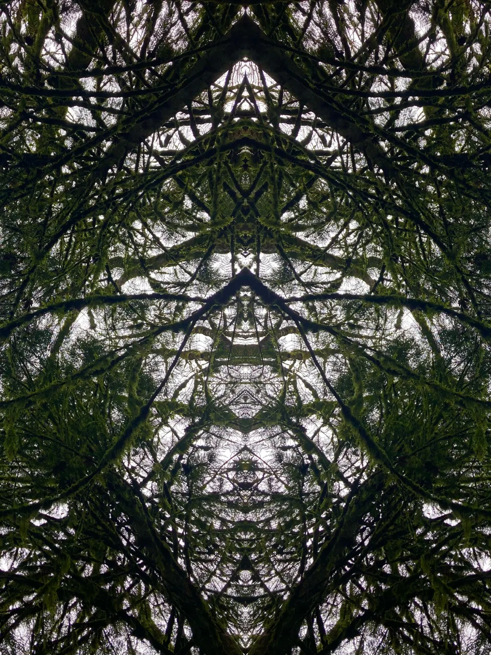 Laid down in the forest last weekend and lost myself in patterns like this floating and morphing above me
