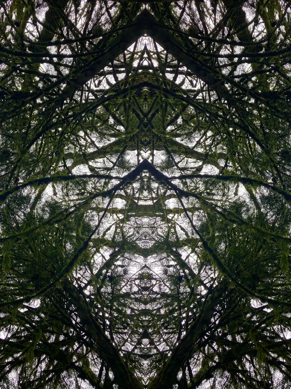 Laid down in the forest last weekend and lost myself in patterns like this floating and morphing above me