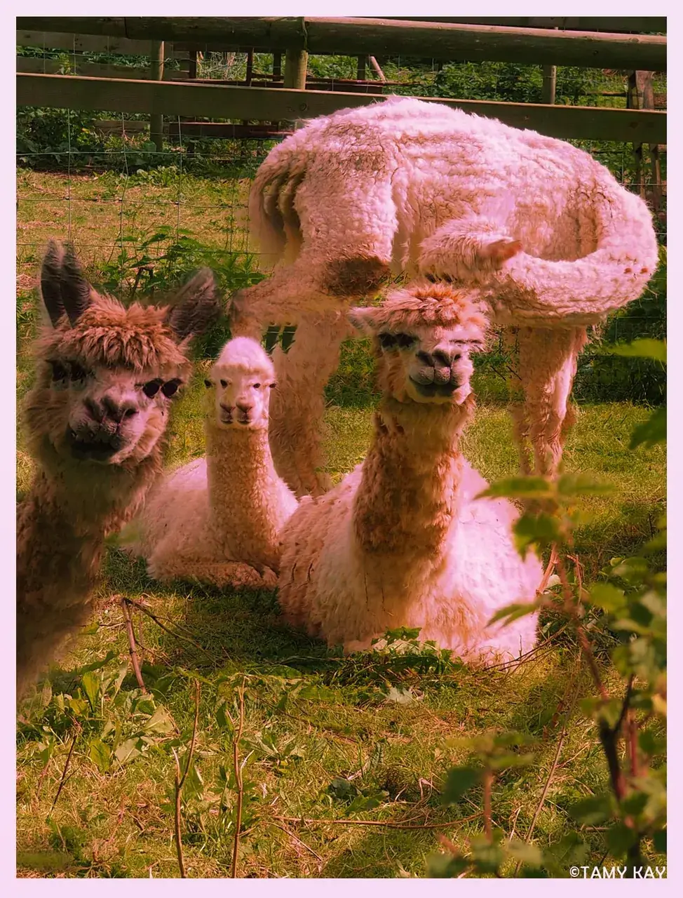 LlamaLand