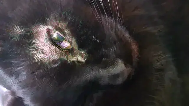 What do you want, human? ( LSD )