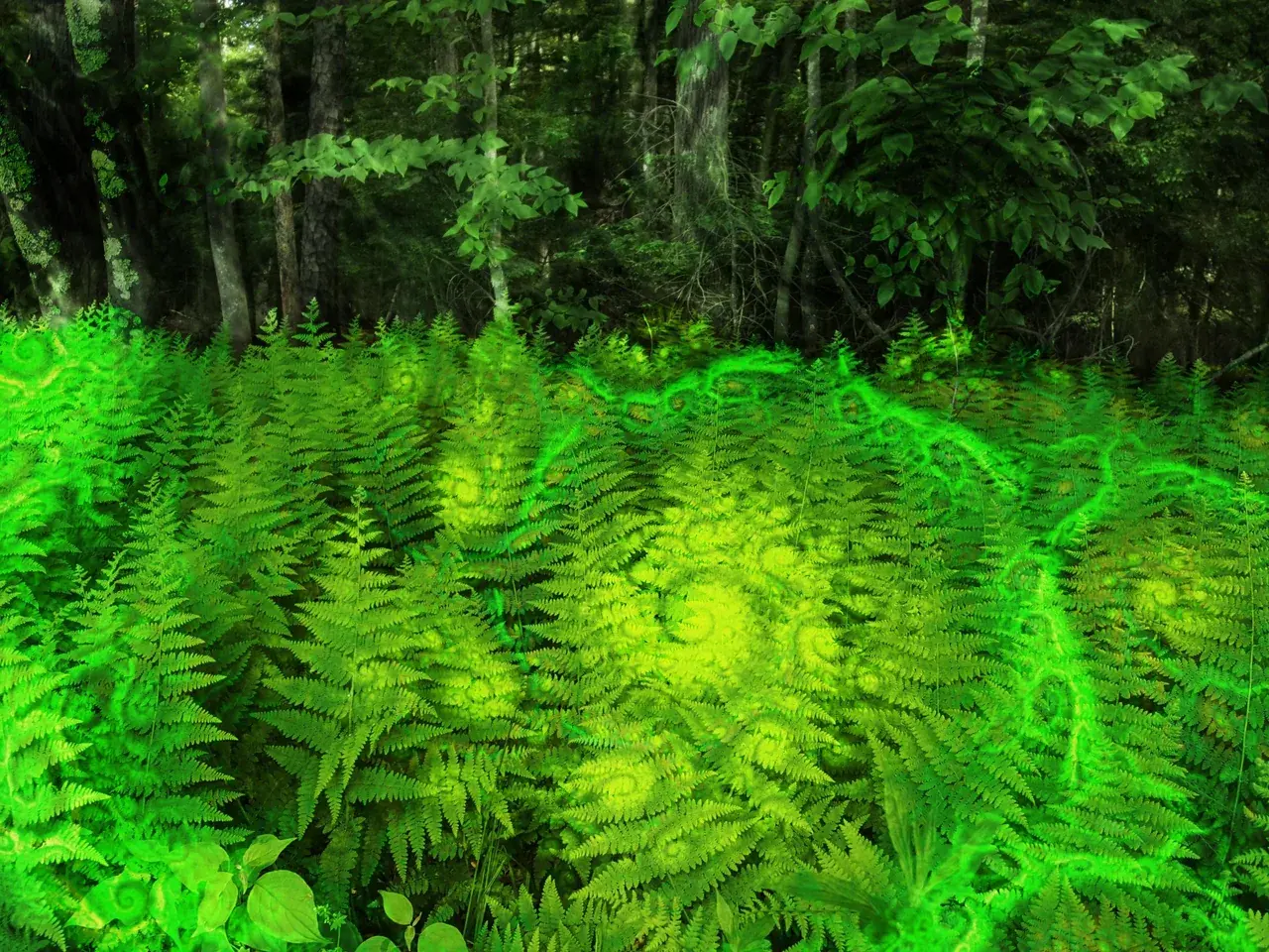 Forests are the best