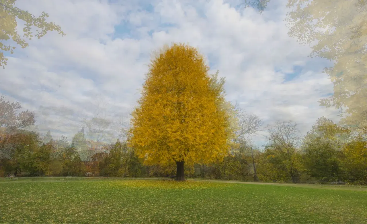 360 of a tree