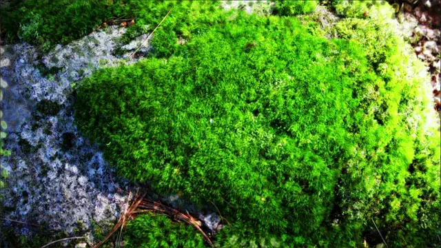 Mossy Physarum Visuals