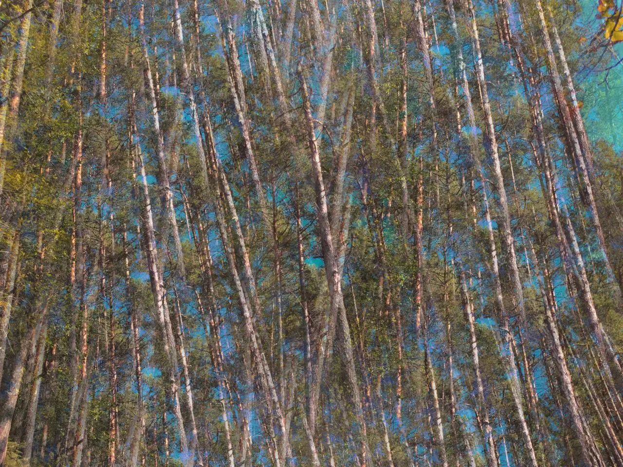 LSD OEV 200ug