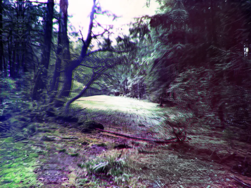 Forest Clearing