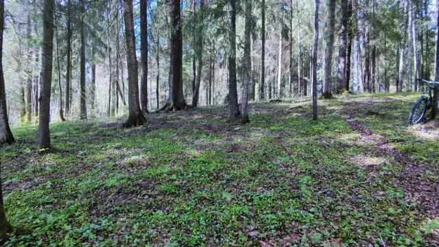 forest