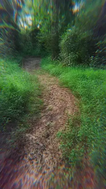 forest1